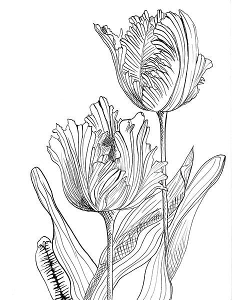 Parrot Tulip Illustration