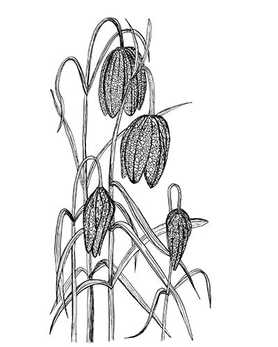 Checkered Lily Fritillaria Illustration