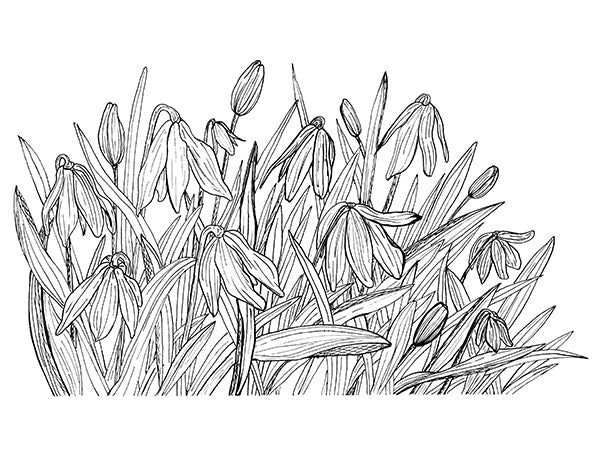 Snowdrop Illustration