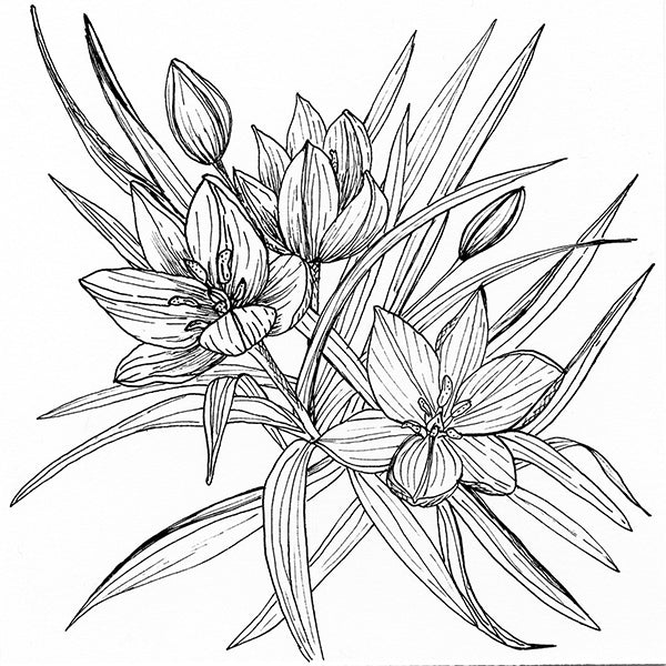 Tarda Tulip Illustration