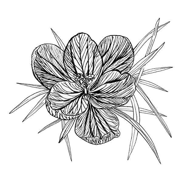Striped Crocus Illustration
