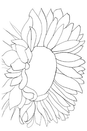 Sunflower Illustration Side View