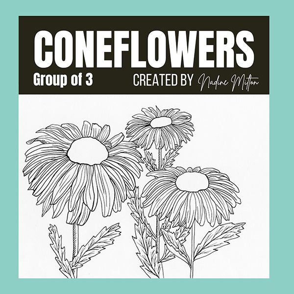 Coneflower Illustrations