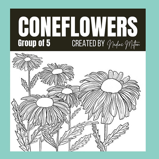 Coneflower Illustrations