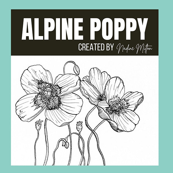 Alpine Poppy Illustration