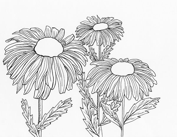 Coneflower Illustrations