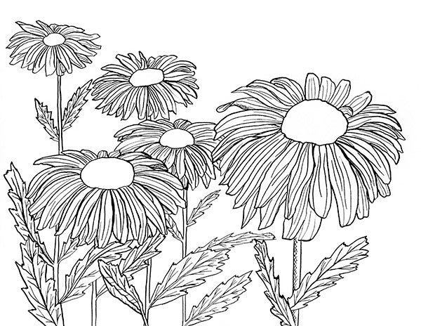 Coneflower Illustrations