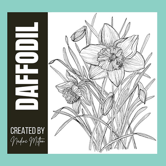 Daffodil Illustration