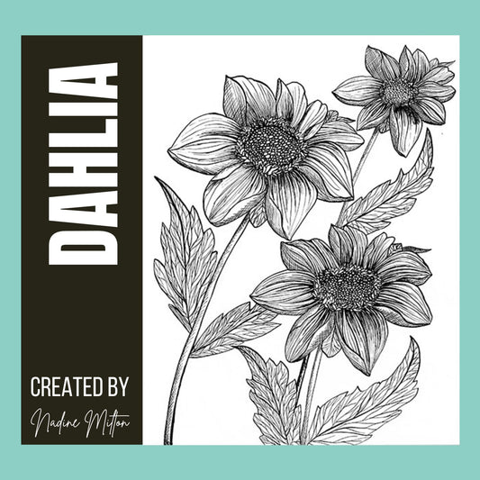 Dahlia Illustration