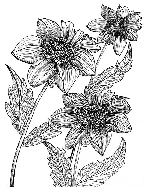 Dahlia Illustration