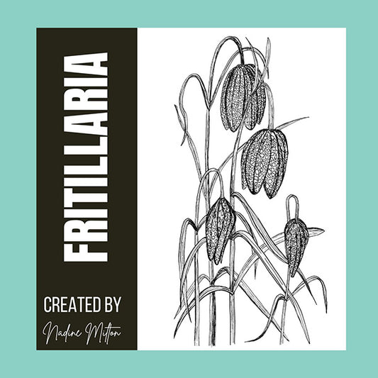 Checkered Lily Fritillaria Illustration