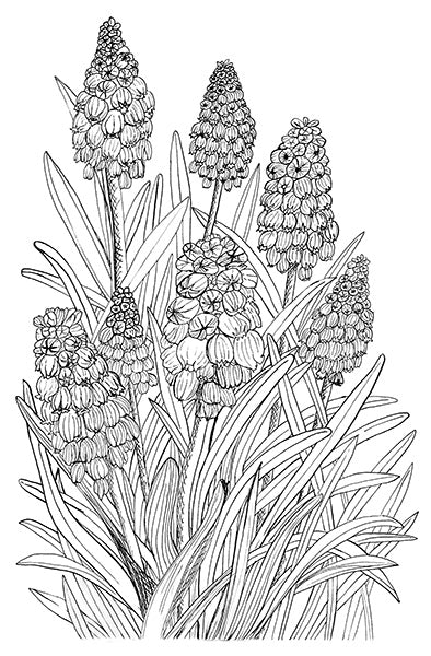 Grape Hyacinth Illustration