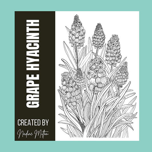Grape Hyacinth Illustration