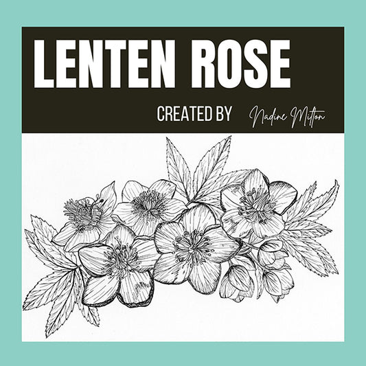 Lenten Rose (Helleborus) Illustration