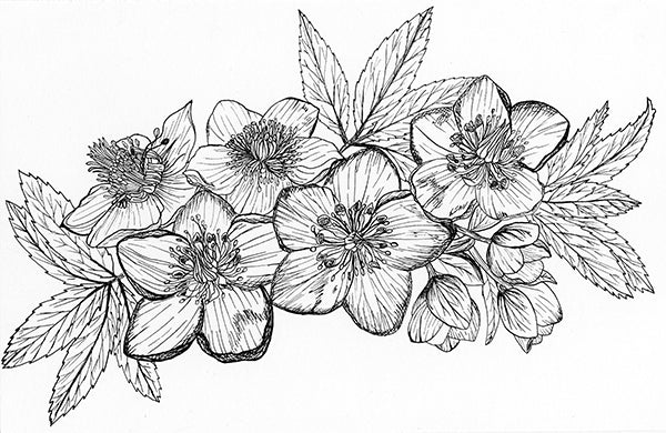 Lenten Rose (Helleborus) Illustration