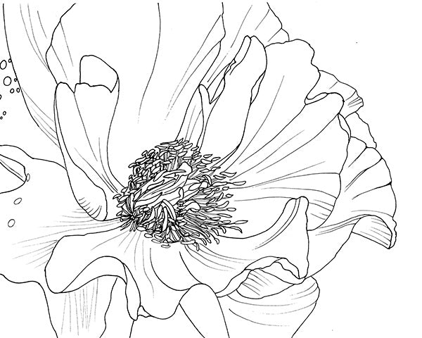 Peony Illustration