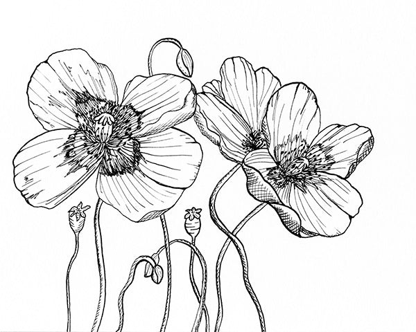 Alpine Poppy Illustration