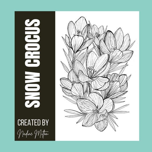 Snow Crocus 'Spring Beauty' Illustration