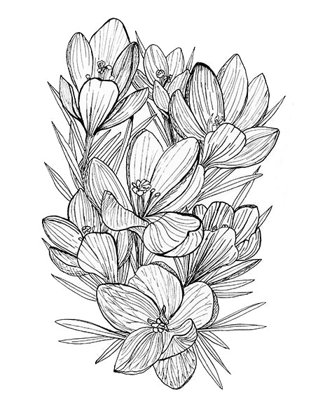 Snow Crocus 'Spring Beauty' Illustration
