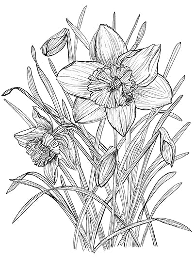 Daffodil Illustration