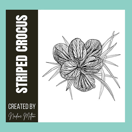 Striped Crocus Illustration