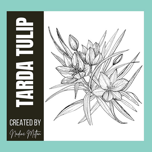 Tarda Tulip Illustration
