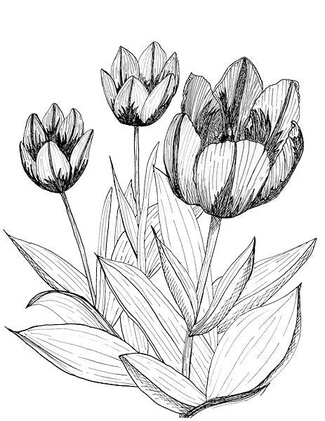 Tulip Illustration