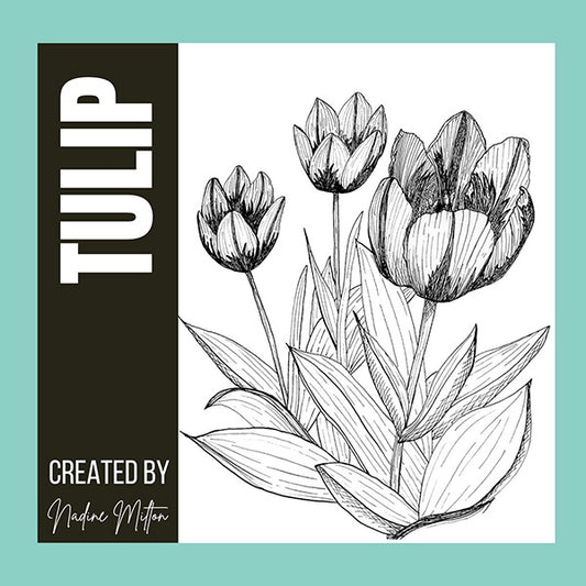 Tulip Illustration